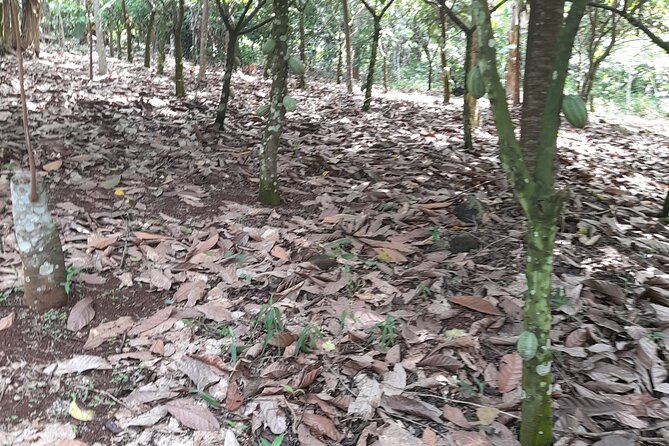 1 Day cocoa farm tour - The cocoa farm experience at a glance