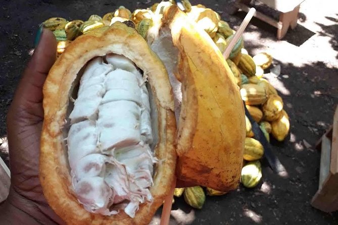 1 Day cocoa farm tour - Leaving Accra for Asamankese at 7:30 am