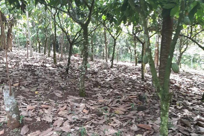 1 Day cocoa farm tour - From cocoa fruit to dried beans