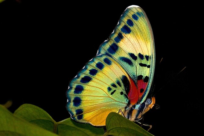 14 Day Ghana Butterfly Tour - Five details that shape the experience