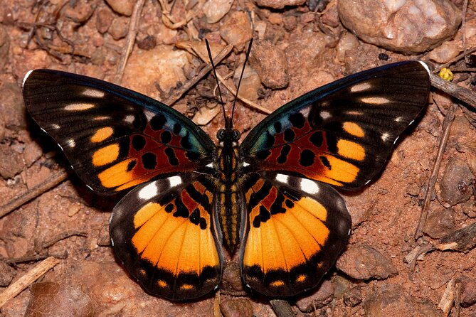 14 Day Ghana Butterfly Tour - Why Ghana works so well for butterfly watching