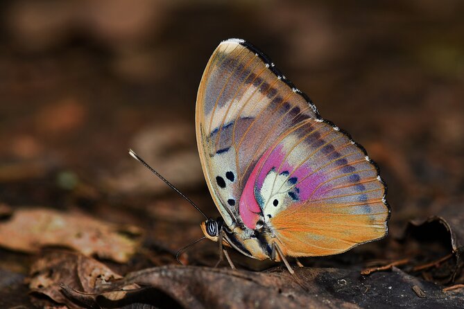 14 Day Ghana Butterfly Tour - Kwabena Sam Forest, a local site worth supporting