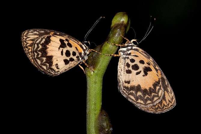 14 Day Ghana Butterfly Tour - Kakum National Park and its swallowtails