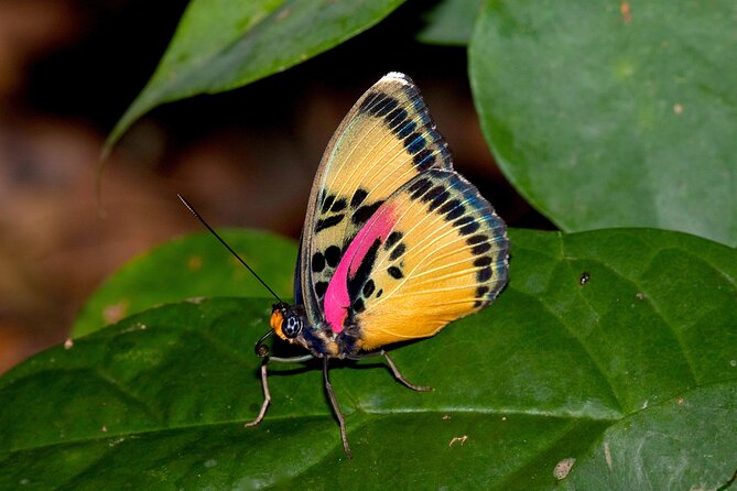 14 Day Ghana Butterfly Tour - The return route through Kissi Forest near Elmina