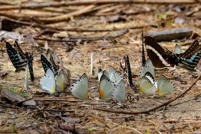 14 Day Ghana Butterfly Tour - Accra arrival and a gentle first evening