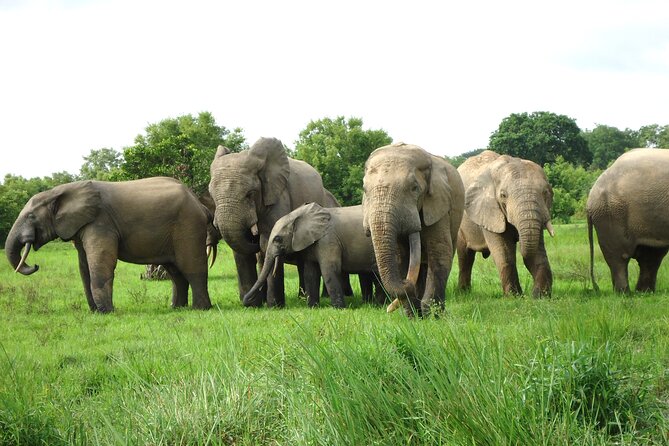 15-Day Ghana Wildlife Private Tour - Key points at a glance