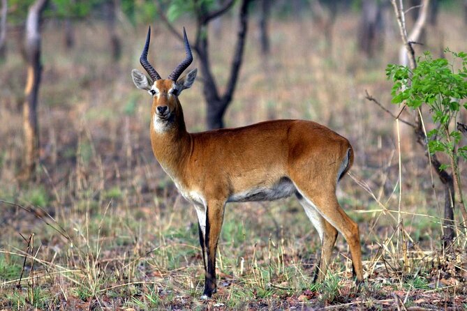 15-Day Ghana Wildlife Private Tour - Day 1: An easy landing near Shai Hills
