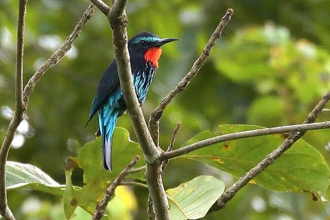 15-Day Ghana Wildlife Private Tour - Days 3 to 5: Three full days in Kakum National Park