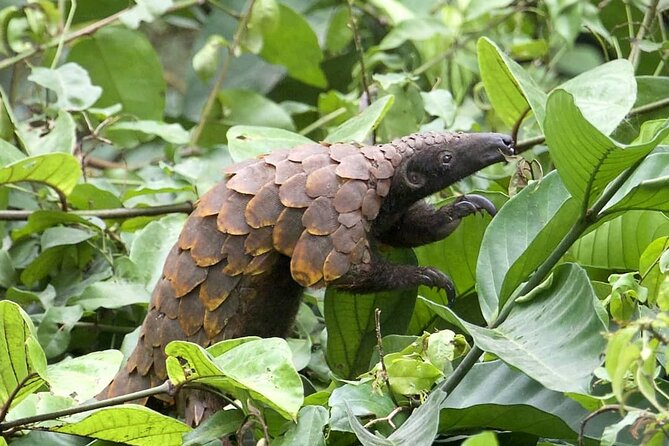 15-Day Ghana Wildlife Private Tour - Day 6: Brenu Akyinim adds beach and dry-country habitat