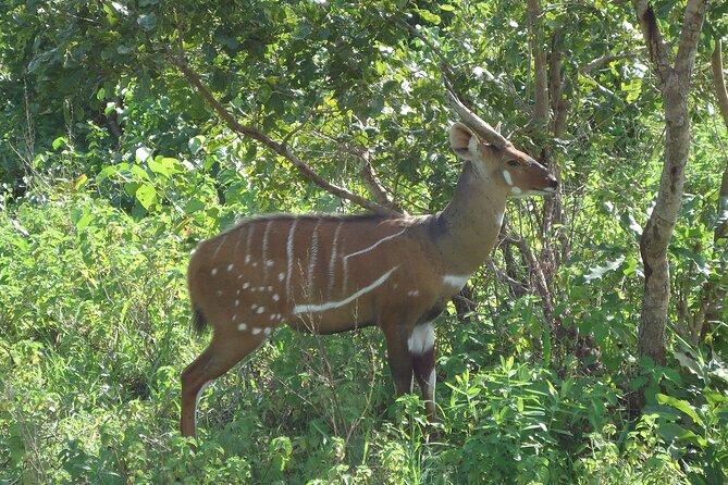 15-Day Ghana Wildlife Private Tour - Days 9 and 10: Pangolins and community conservation