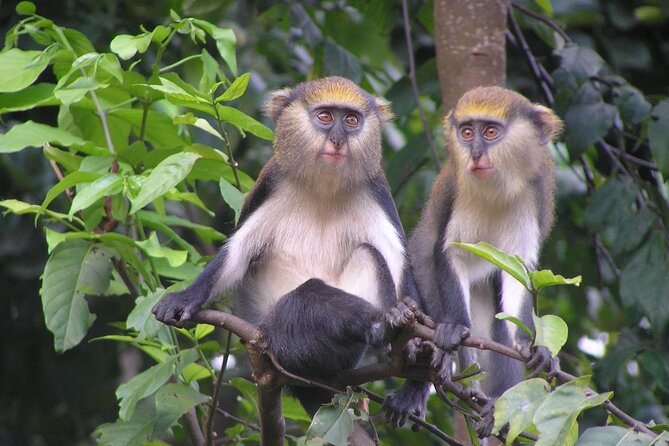 15-Day Ghana Wildlife Private Tour - Day 2: Shai Hills bats, then Kakum after dark