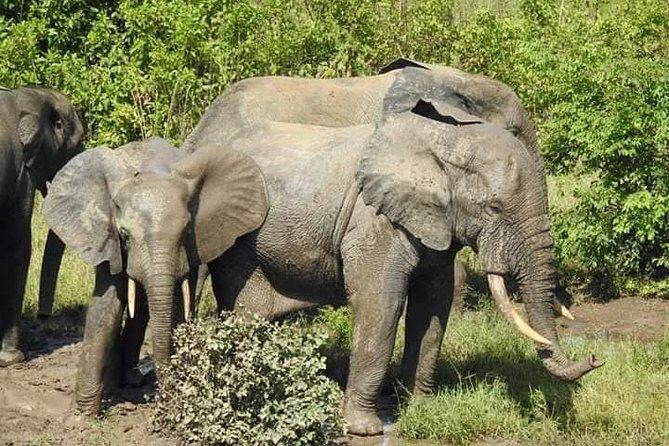 2 Days (1 night) Elephants Safari at Mole Park with Round - trip flights - Key points at a glance