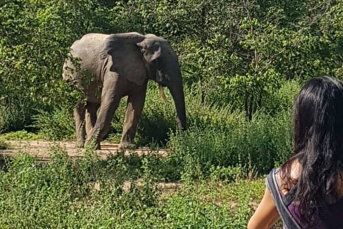 2 Days (1 night) Elephants Safari at Mole Park with Round - trip flights - The drive back to Tamale and flight to Accra