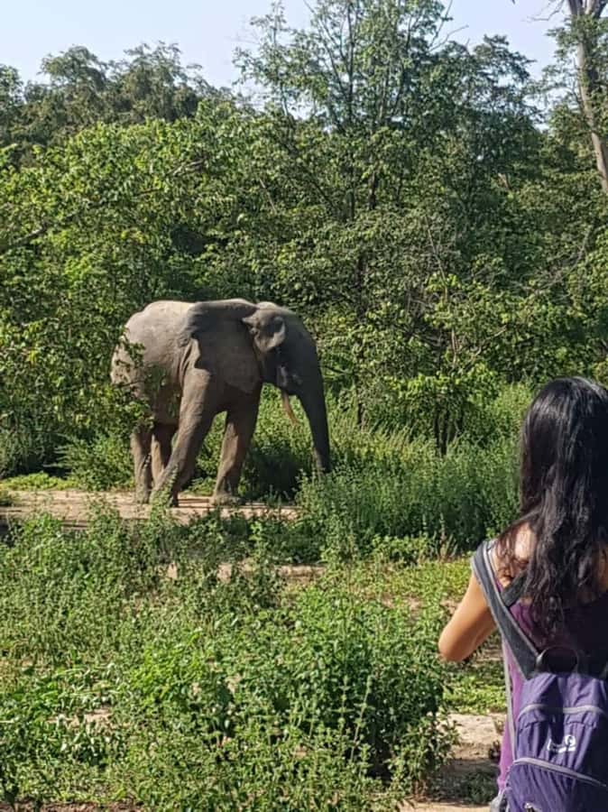 3 Days Elephant Safari at Mole Park with round trip flights - Key points at a glance