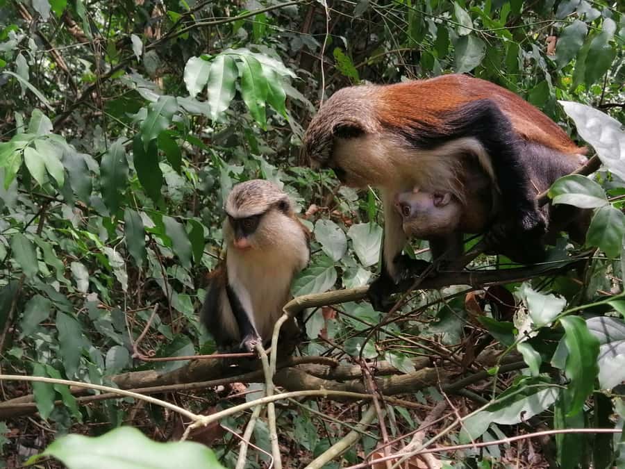 3 Days Elephant Safari at Mole Park with round trip flights - Seeing how shea butter is made