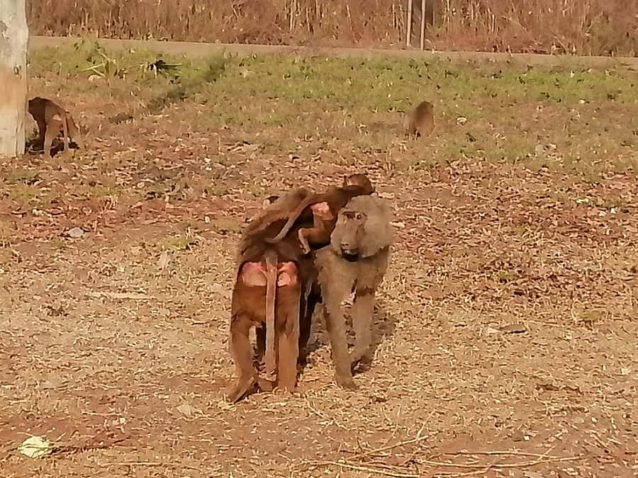 3 Days Elephant Safari at Mole Park with round trip flights - From Accra to Tamale, then north to Mole
