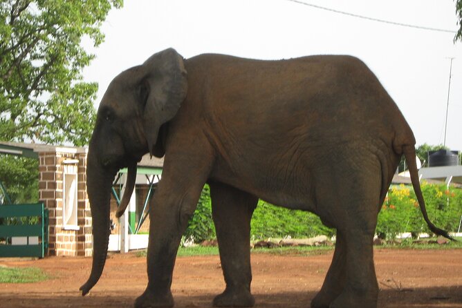 3 Days Elephants Safari at Mole Park with Round - trip flights - Comfort, pace, and practical planning
