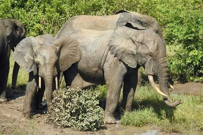 3 Days Elephants Safari at Mole Park with Round - trip flights - Day two: Walking, wildlife, and a village canoe ride