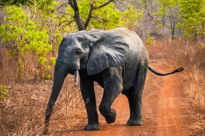 3 Days Sunrise Elephant Safari-Mole Park with -Round Trip Flight - Mognori Eco-Village and the Mole River by canoe