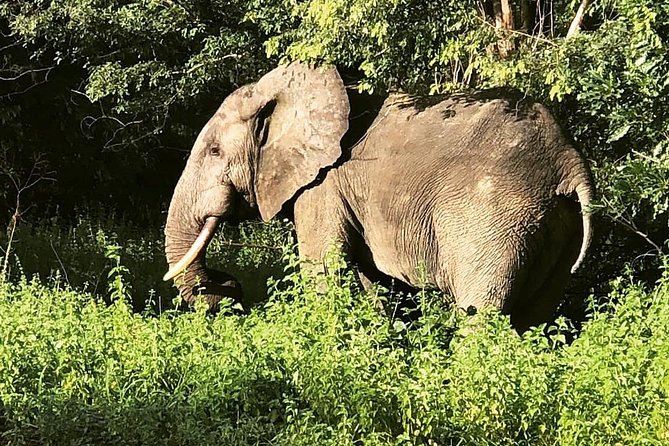 3 Days Sunrise Elephant Safari-Mole Park with -Round Trip Flight - What the $780 price really covers