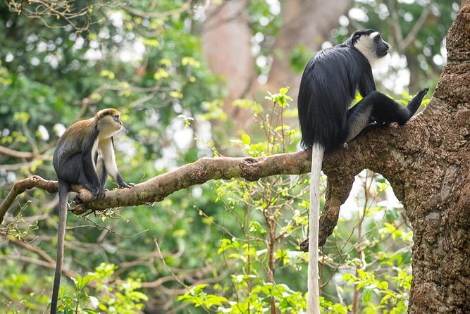 4 Days Cultural and Village Stay Experience - Why this Ghana tour feels different