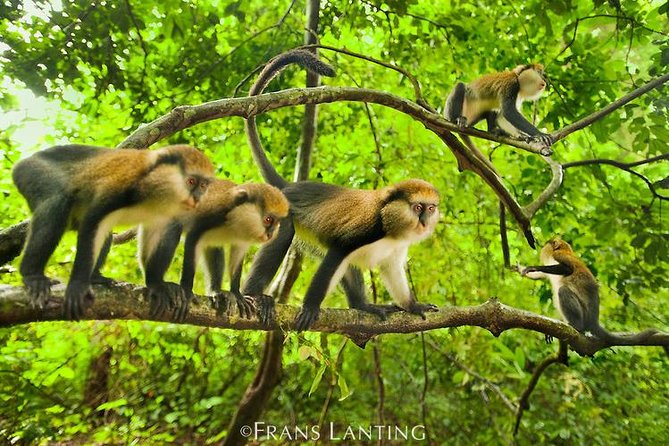 4 Days Cultural and Village Stay Experience - Day 2: Monkeys, a shrine caretaker, and village traditions