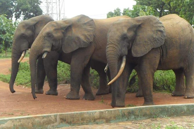 5 Days Adventurous Wildlife Safari - Day 2: Walking safari, Larabanga and Mognori Eco Village