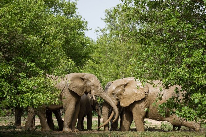 5Days Ghana Safari Tour - Five details that shape the experience