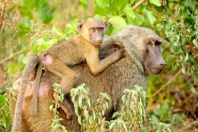 5Days Ghana Safari Tour