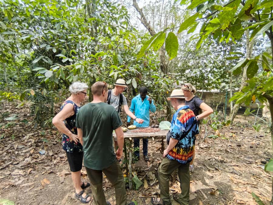 Accra: Aburi Botanical Garden, Cocoa Farm, and Waterfall … - Following Ghana’s cocoa story at Tetteh Quarshie Farm