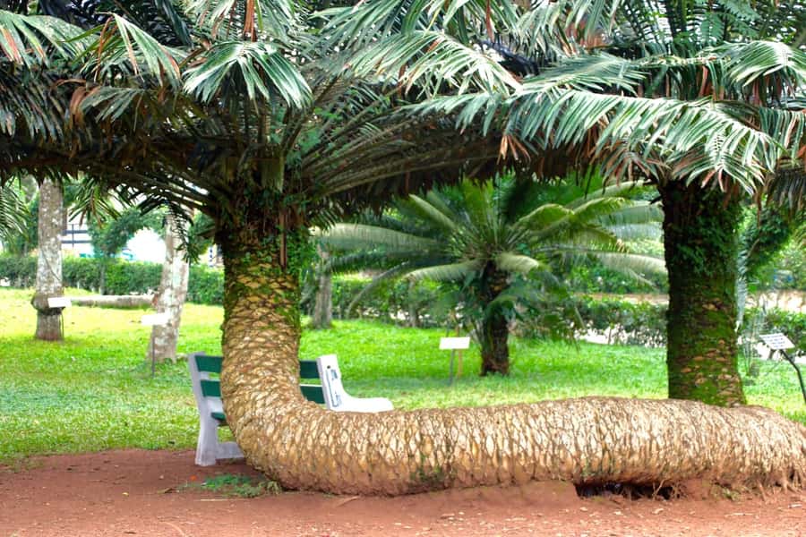 Accra Aburi Eco & Cocoa Experience: Gardens Waterfall &Lunch - Walking through Aburi Botanical Gardens
