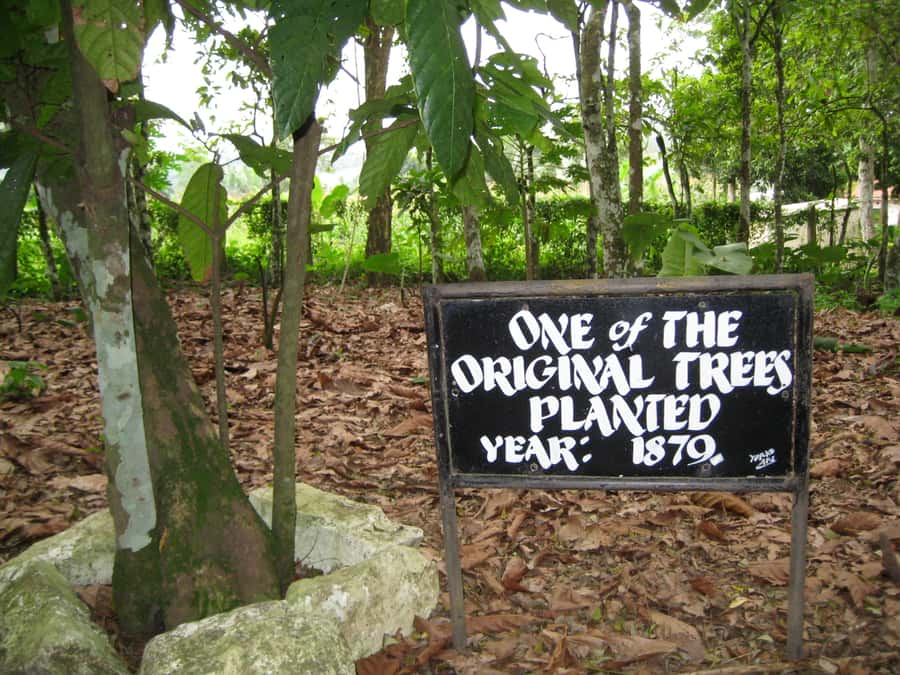 Accra Aburi Eco & Cocoa Experience: Gardens Waterfall &Lunch - Who should book this seven-hour outing?