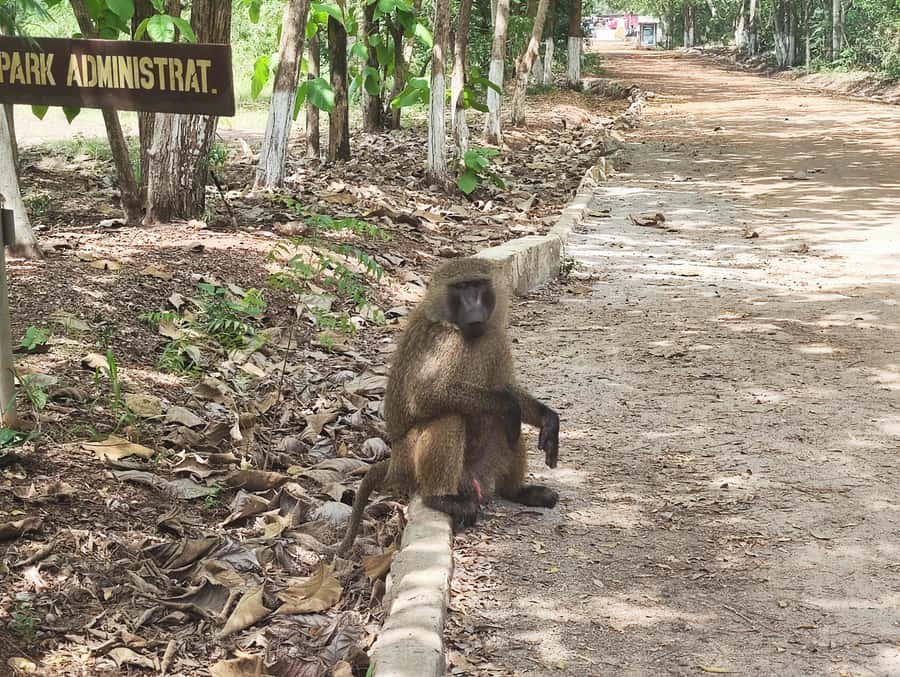 Accra: Half day private safari with pick up - The animal farm and museum for a gentler pace