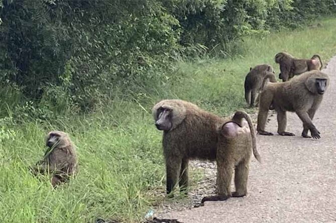 Accra Safari at Shai Hills and Boat Cruise + Cedis Beads - Atimpoku and the Bridge View Hotel stop