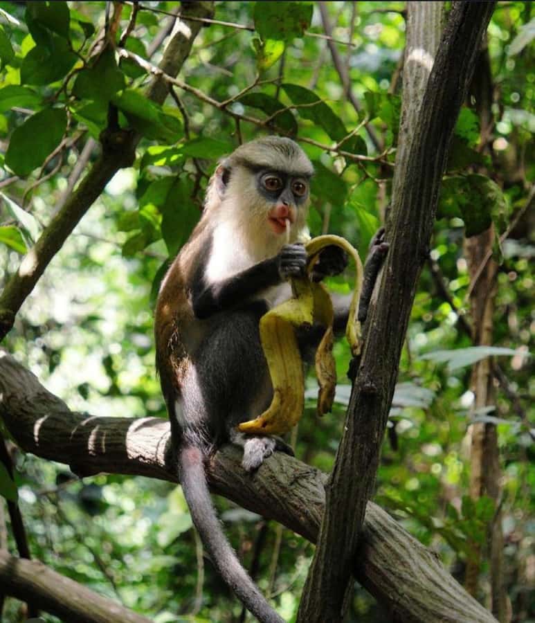 Accra: Tafi Kente Village, Monkey Sanctuary &Wli Waterfalls - From Accra Mall to Ghana’s Volta Region