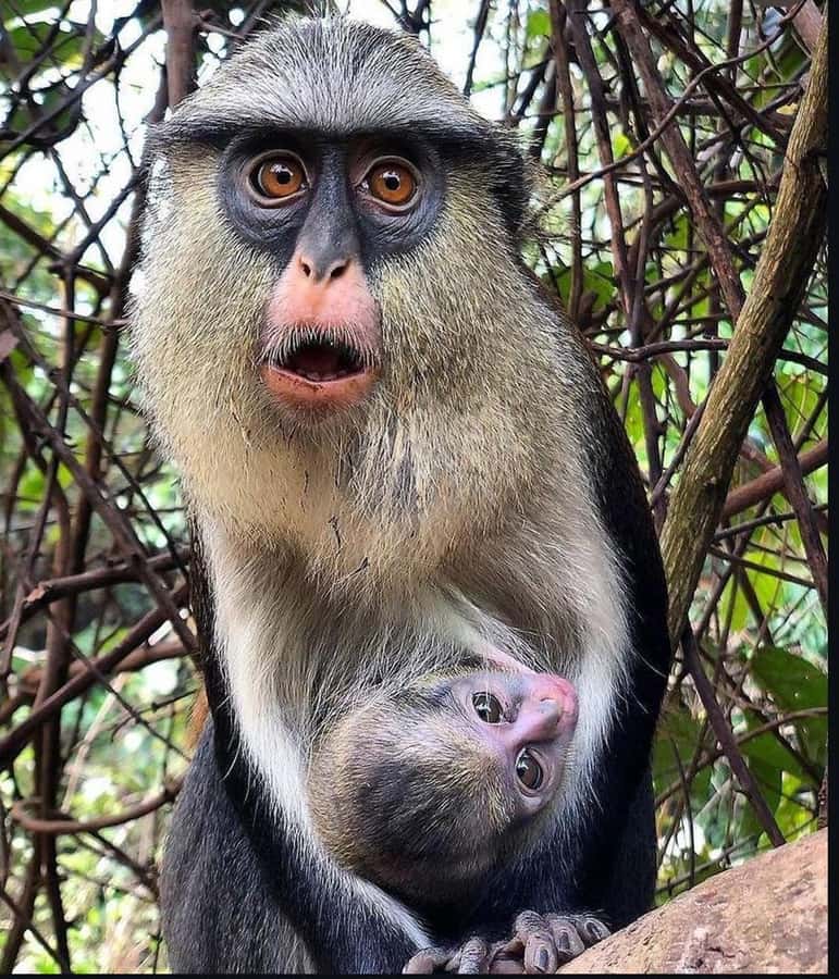 Accra: Tafi Kente Village, Monkey Sanctuary &Wli Waterfalls - Walking Toward Wli Waterfalls