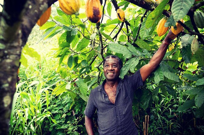Boti Falls, Botanic Gardens, Cocoa Fam, Umbrella Rock Experience - Why this four-stop tour works