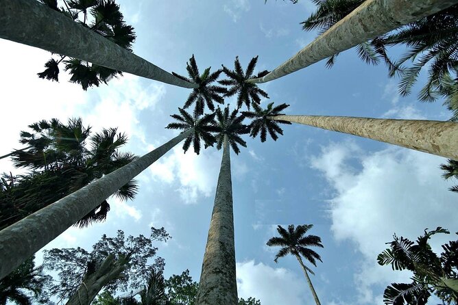 Boti Falls, Umbrella Rock, Aburi Gardens & Cocoa Farm Day Tour - Climbing Umbrella Rock and finding the three-headed palm