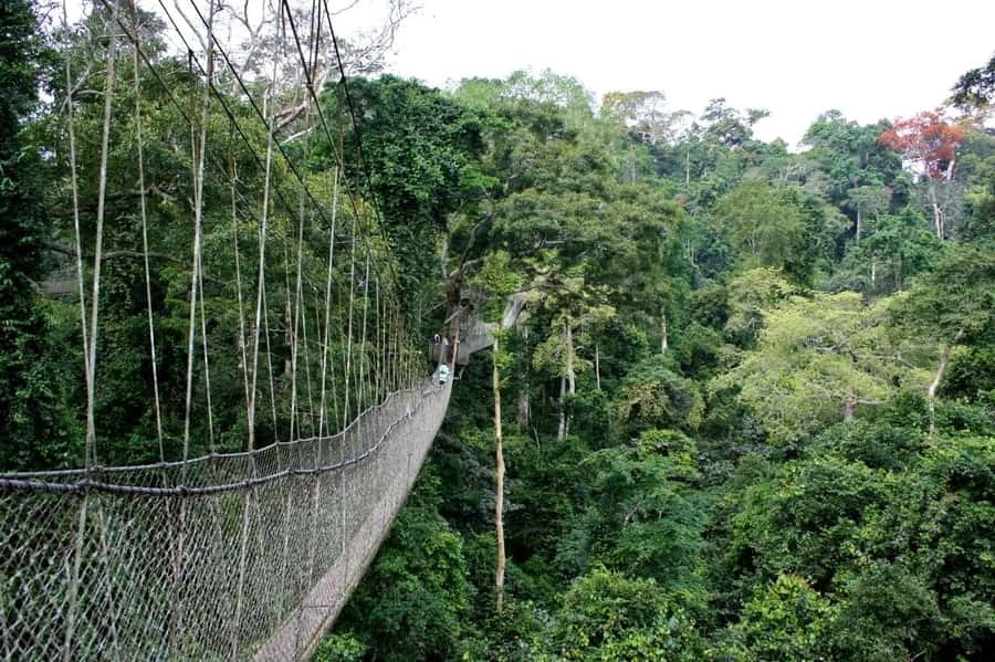 Cape Coast: Kakum National Park, Castles, & Hans Cottage - Walking above Kakum National Park