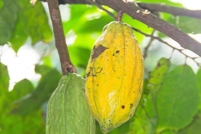 Escape Accra City to Aburi Gardens and Tetteh Quarshie Cocoa Farms - Leaving Accra for the Aburi hills