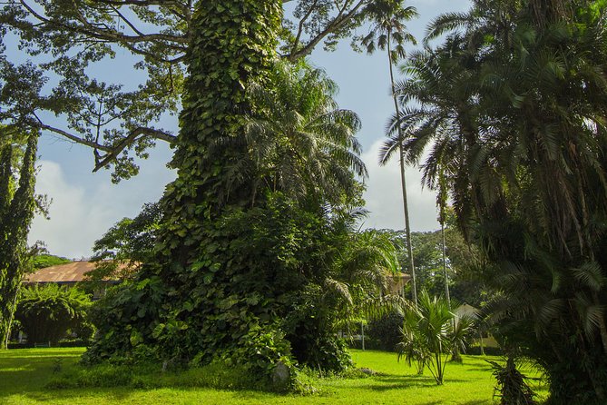 Escape Accra City to Aburi Gardens and Tetteh Quarshie Cocoa Farms - Why the private format matters