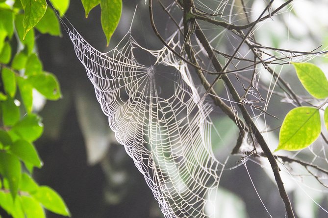 Escape Accra City to Aburi Gardens and Tetteh Quarshie Cocoa Farms - Should you book the Aburi and cocoa tour?