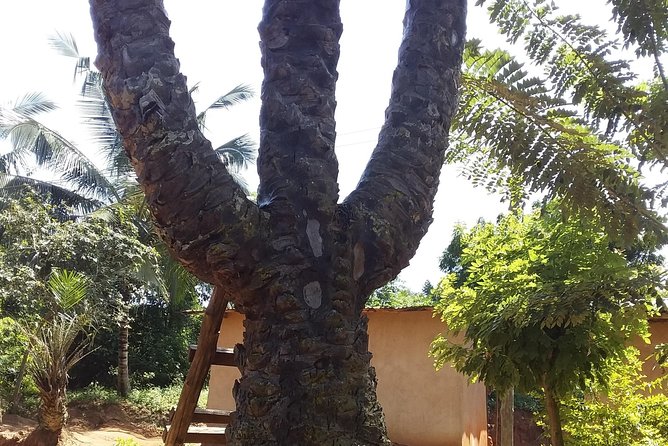 Experience Aburi Botanical Gardens And Boti Water Falls In A Day. - From the gardens to Ancient Curves and Umbrella Rock