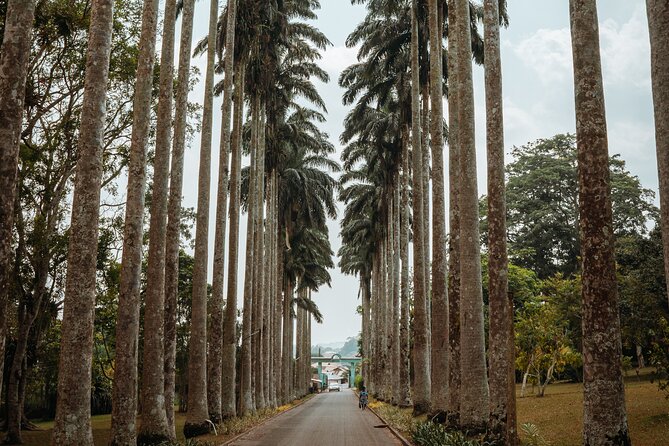 Explore Aburi Botanical Gardens And Boti Falls - Boti Falls and the sound of falling water