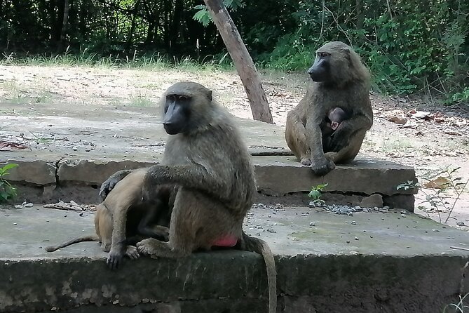 Full-Day Accra Safari and Boat Cruise Private Tour - Lunch by the Water