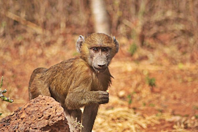 Full-Day Accra Safari and Boat Cruise Private Tour - Transport, Comfort, and Timing