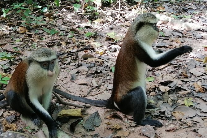 Full-Day Wli water Falls and Monkey Sanctuary Private Tour - Crossing the Adomi Bridge into the Volta Region