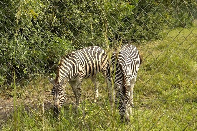 Half-day Accra Safari Tour - What the guides add to the experience