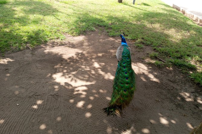 Nature Thrills - Leaving Accra for the Aburi Mountains