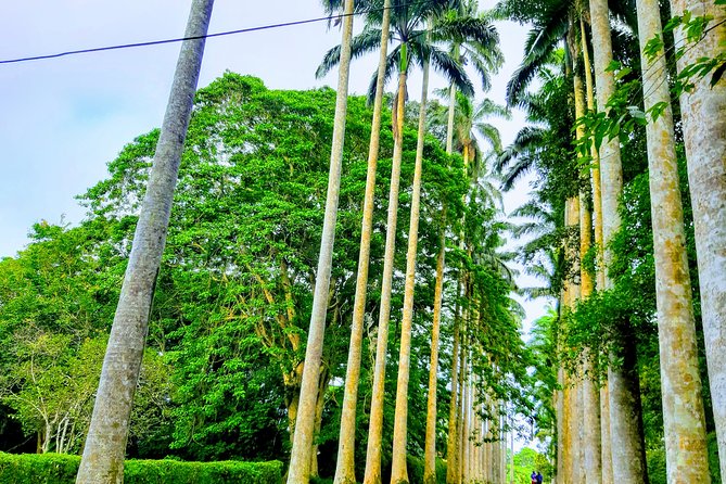Nature Thrills - Tetteh Quarshie Cocoa Farm and Ghana’s farming story